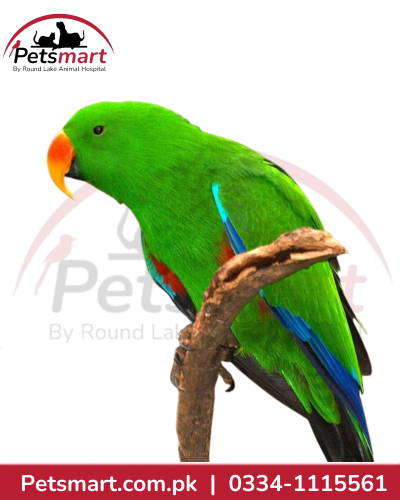 Live male Eclectus Parrot with predominantly green plumage