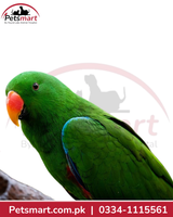 Live male Eclectus Parrot with predominantly green plumage