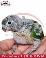 Live Pineapple Conure chick Green-Cheeked Conure colour mutation