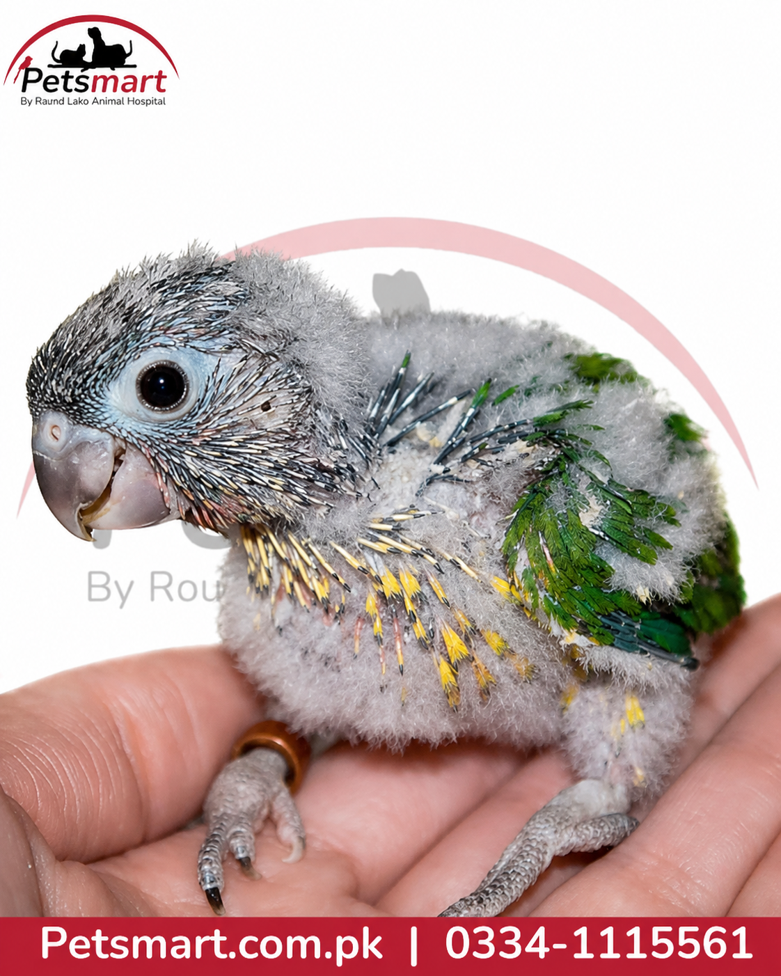Live Pineapple Conure chick Green-Cheeked Conure colour mutation