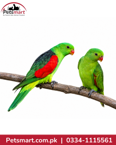 Pair of live Red Wing Parrots companion pet birds