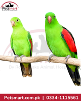 Pair of live Red Wing Parrots companion pet birds