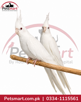 Live White Cockatiel bird with predominantly white plumage