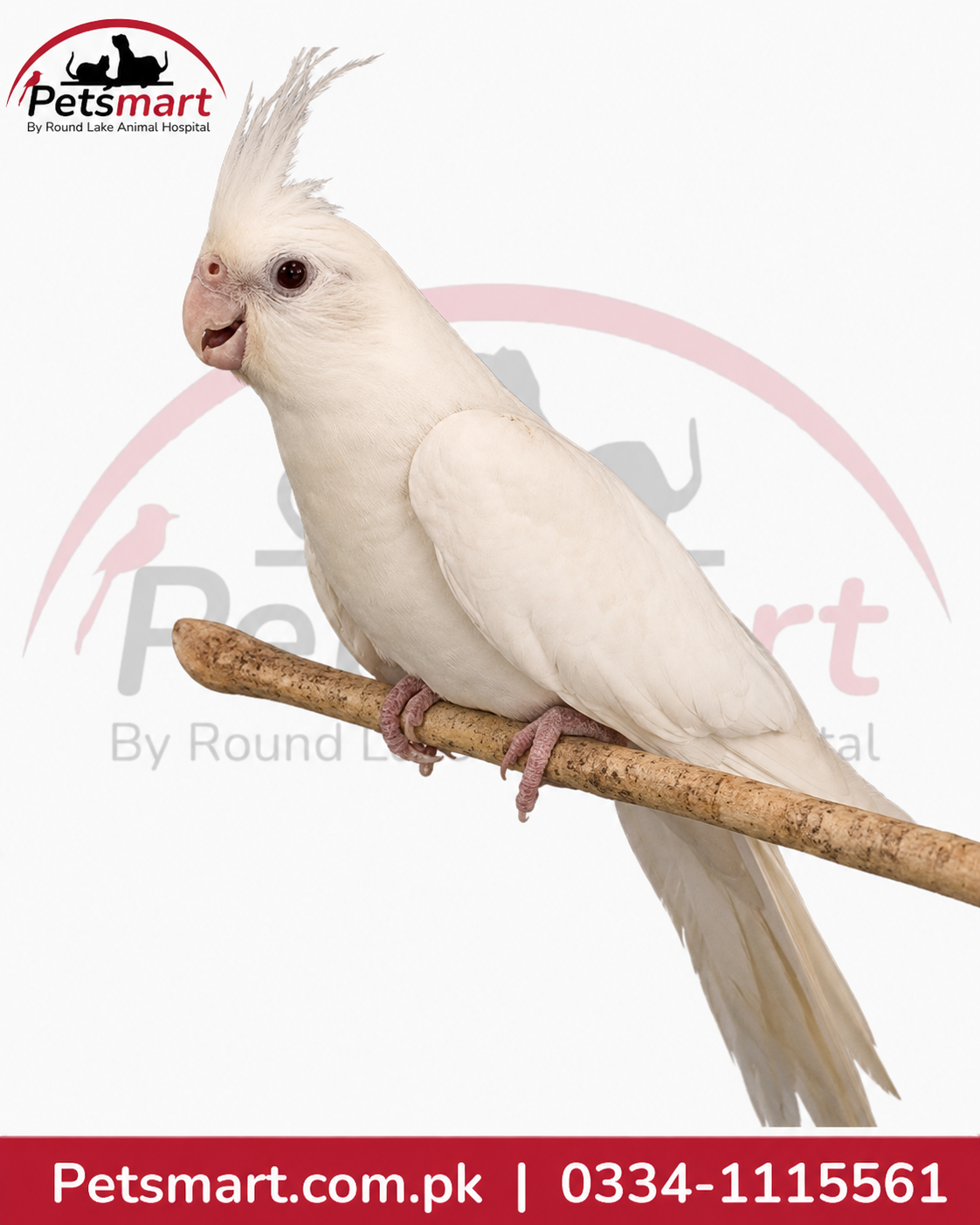 Live White Cockatiel bird with predominantly white plumage