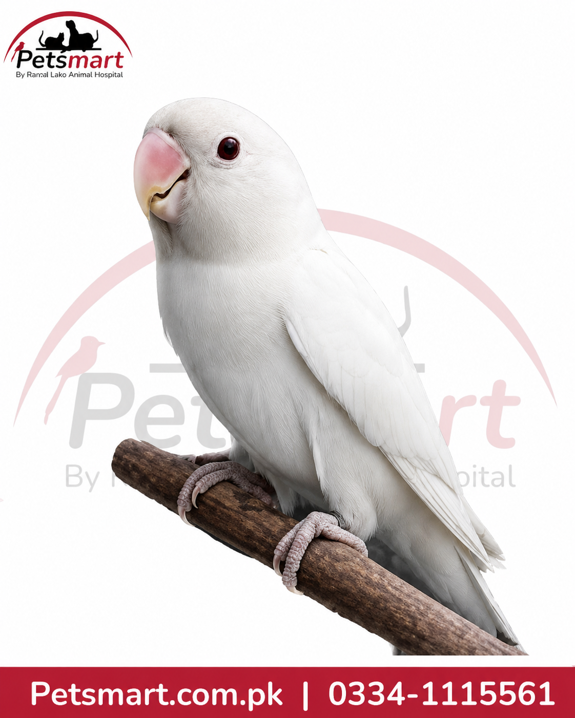 Live white Lovebird companion pet bird