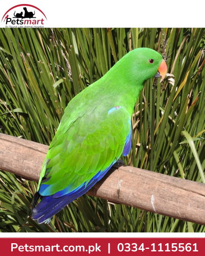 live-male-eclectus-parrot-main