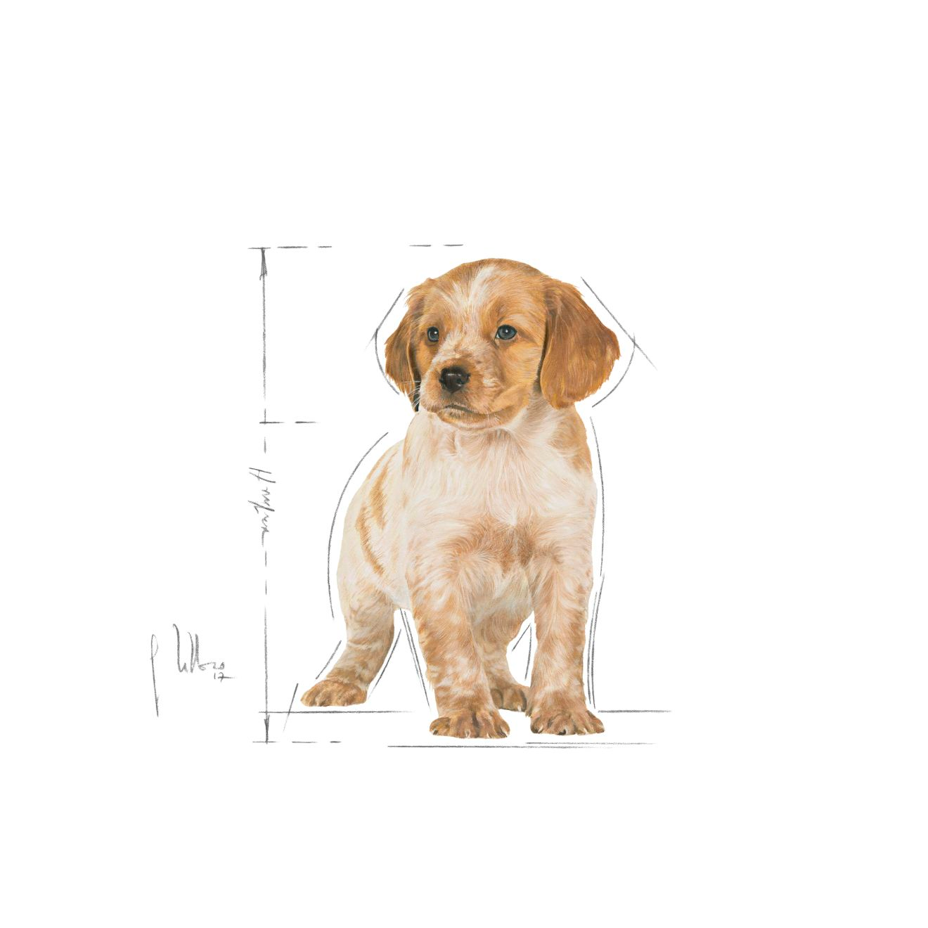 Royalcanin Medium Puppy Food