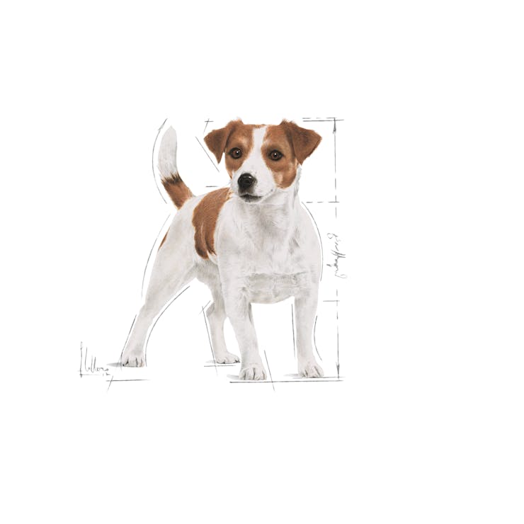 Royal Canin Mini Adult Dog Food