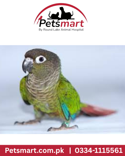 Green cheek conure chick