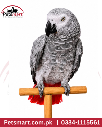 African Grey Parrot