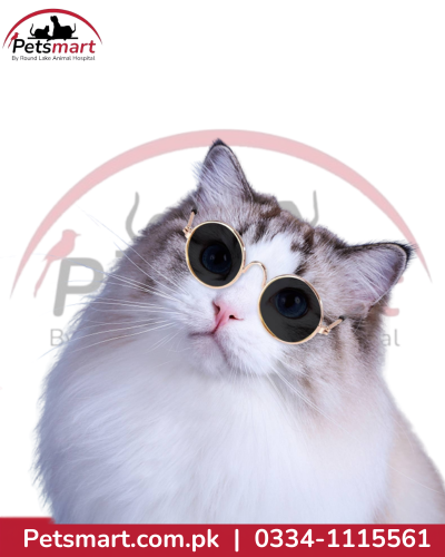 Pet glasses fashion eyewear accessory for cats and dogs