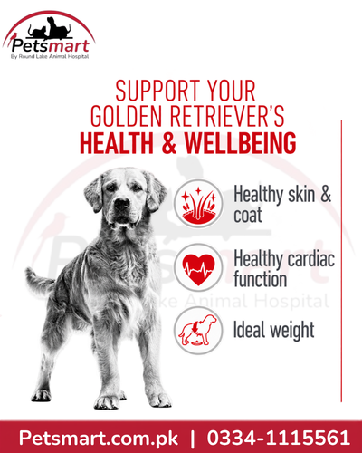 Royal Canin Golden Retriever Adult benefits for healthy skin coat cardiac function and ideal weight