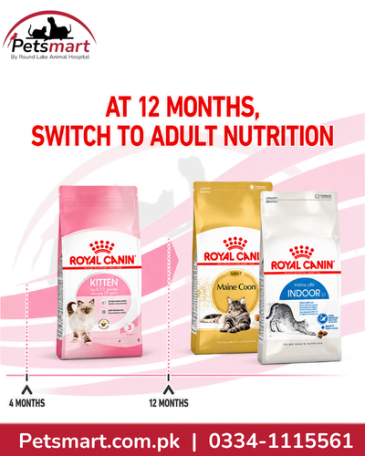 Royal Canin Kitten transition to adult cat nutrition at 12 months