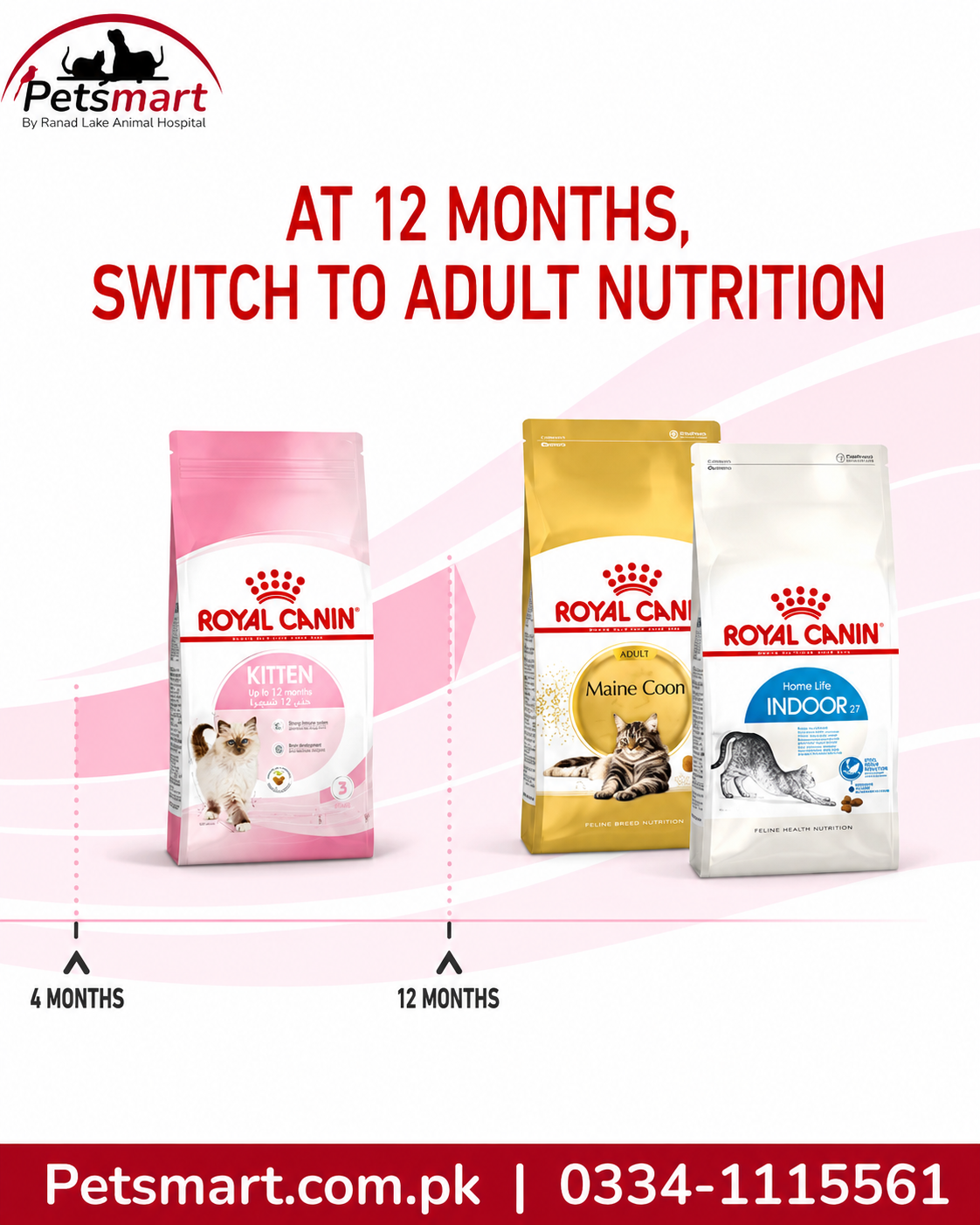 Royal Canin seven day kitten food transition guide from 25 percent to 100 percent new food