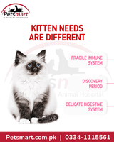 Royal Canin Kitten nutrition for kittens during the second growth stage