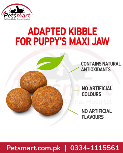 Royal Canin Maxi Puppy adapted kibble size for a large breed puppy's jaw