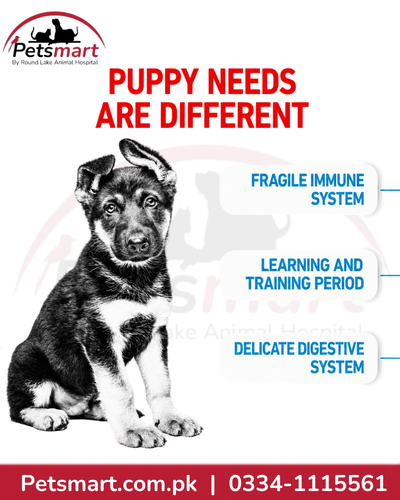 Royal Canin Maxi Puppy nutrition for developing immune system learning and delicate digestion