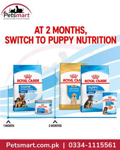 Royal Canin Maxi Starter transition to Maxi Puppy nutrition at 2 months