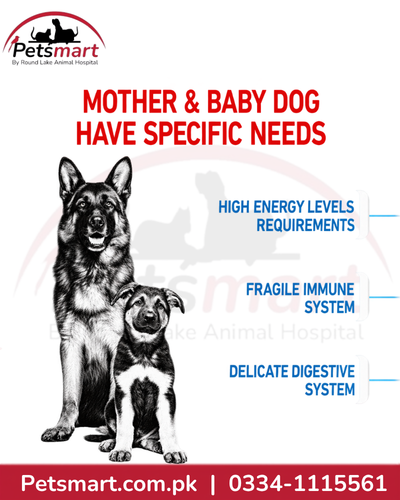 Royal Canin Maxi Starter Mother and Babydog 15kg food for large breed mothers and weaning puppies