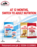 Royal Canin Medium Puppy life stage guide showing transition to adult nutrition at 12 months