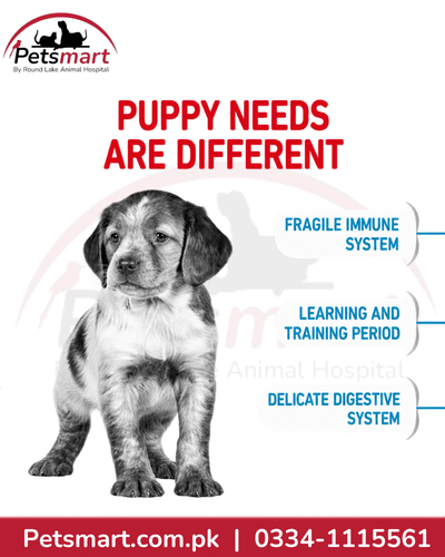 Royal Canin Medium Puppy nutrition for developing immune digestive and learning needs