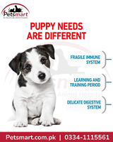 Royal Canin Mini Puppy nutrition for developing immune digestive and learning needs