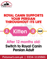 Royal Canin Persian Kitten nutrition from 2 to 12 months before Persian Adult food