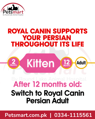 Royal Canin Persian Kitten nutrition from 2 to 12 months before Persian Adult food