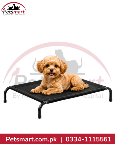 Small black elevated dog bed with a rectangular platform and small dog resting on it