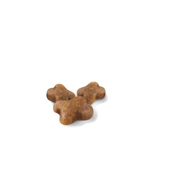 Royal Canin Kitten Dry Food