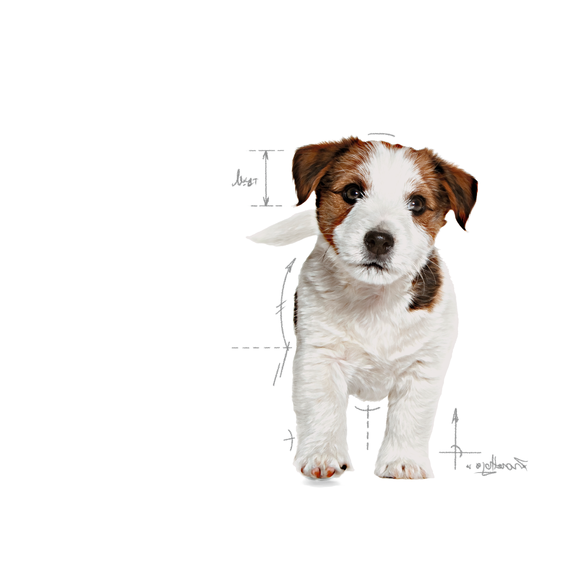 Royal Canin Mini Puppy Dry Food 4KG