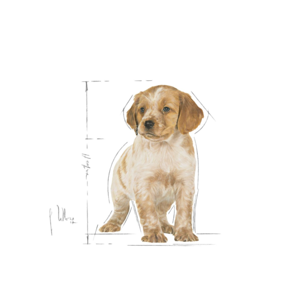 Royalcanin Medium Puppy Food - Image 7