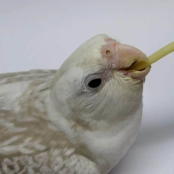 Feeding Tube Silicone for Birds - Image 2